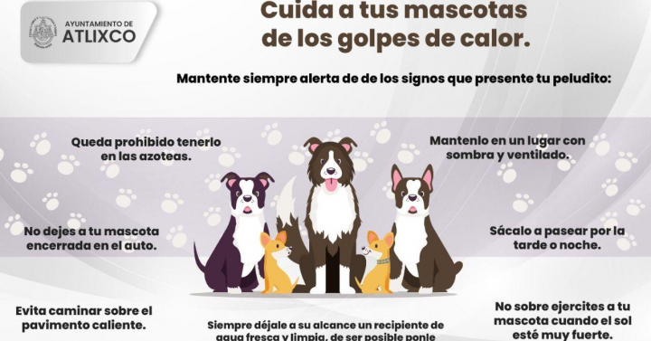 En Atlixco Llaman A Prevenir Golpe De Calor En Mascotas