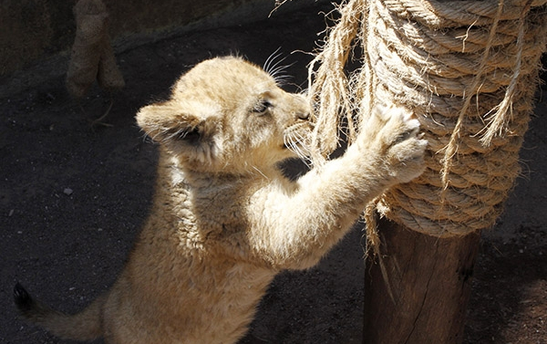 FOTOS Africam Safari tiene dos nuevos leones