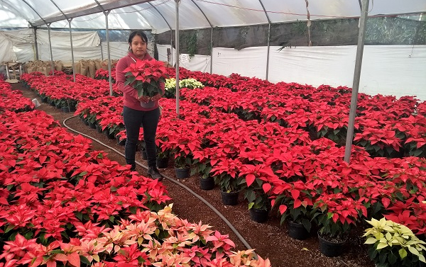 Productores inician con venta de la Nochebuena