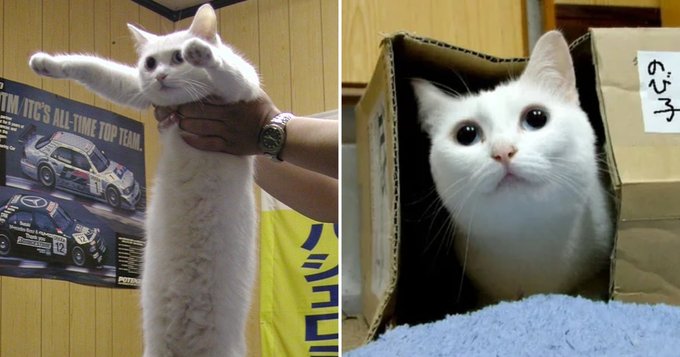 Fallece 'Nobiko' el gato que inspiró varios memes